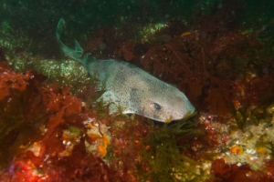 Benemelave cat shark. Funkcje, opis Benemelave cat shark. Funkcje, opis